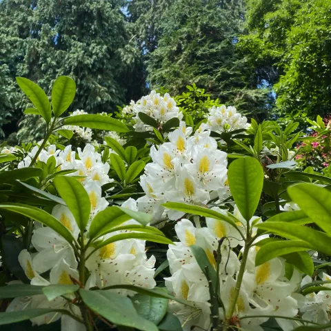 Weiße Rhododendronblüte 