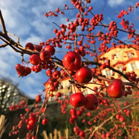 Rote Früchte des Sibirischen Holzapfels