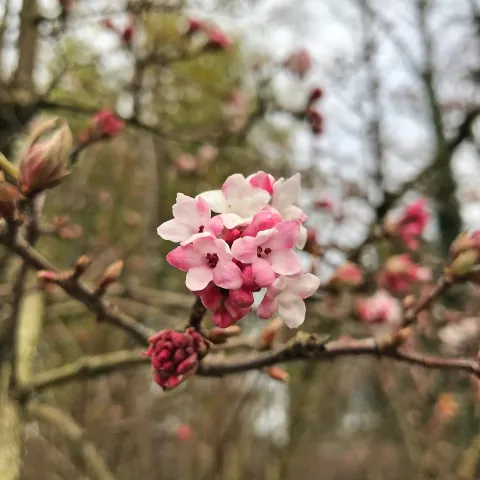 Rosa Blüten des Winterschneeballs