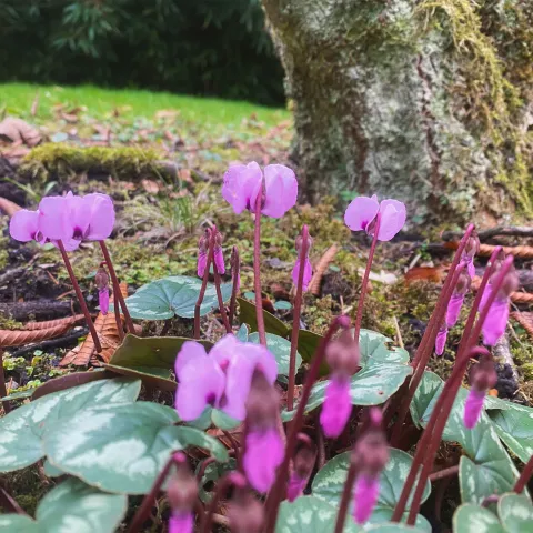Frühlingsalpenveilchen auf Wiese