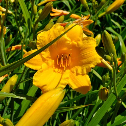 Gelbe Taglilienblüte