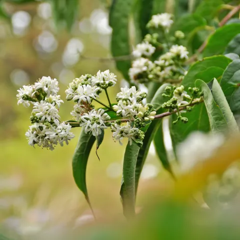 Weiße Blüten des Sieben Söhne des Himmels-Strauch