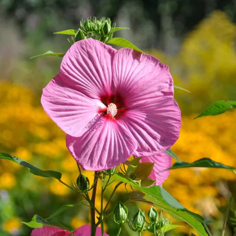 Stauden-Hibikus 'Mauvelus' im Staudengarten auf der Insel Mainau