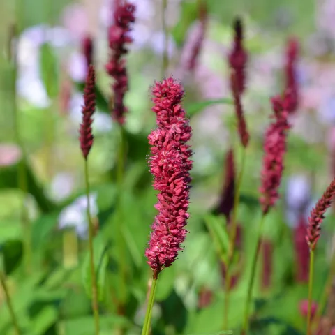 Kerzen-Knöterich in Staudenbeet