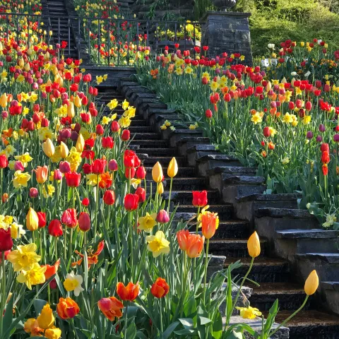 Narzissen und Tulpen an der Italienischen Blumen-Wassertreppe