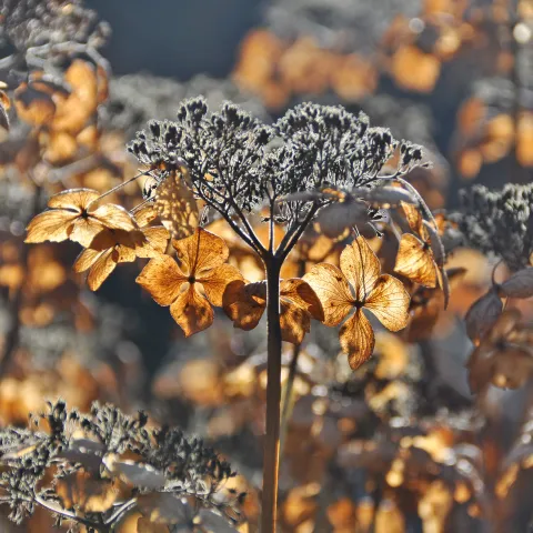 Blütenstand einer Hortensie im Winter