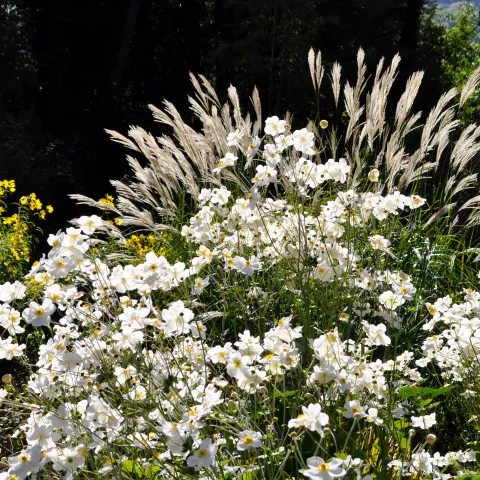 Herbst-Anemonen im herbstlichen Gegenlicht in Kombination mit Gräsern