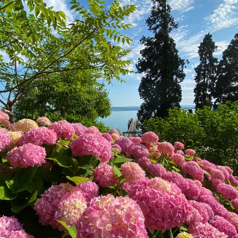 Rosa Hortensienblüten vor Bodensee-Kulisse