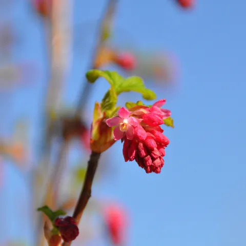 Rote Blüte der Blut-Johannisbeere