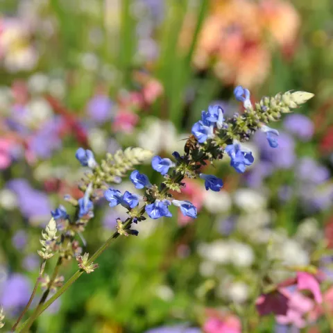 Blaue Blüten der Hummelsschaukel