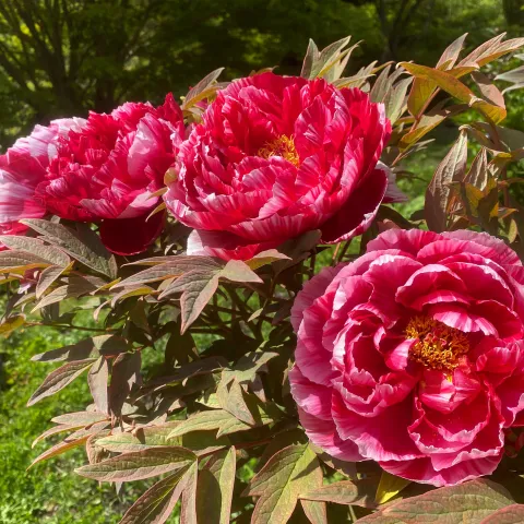 Strauch-Pfingstrose mit drei rot-weißen Blüten