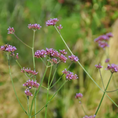 Blütenstand des Patagonisches Eisenkrauts