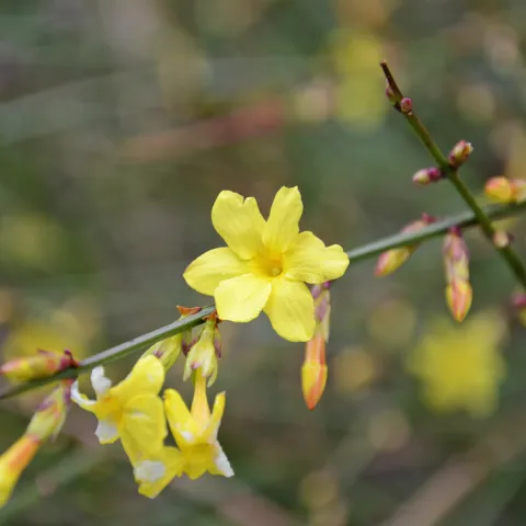 Gelbe Blüte des Winterjasmins