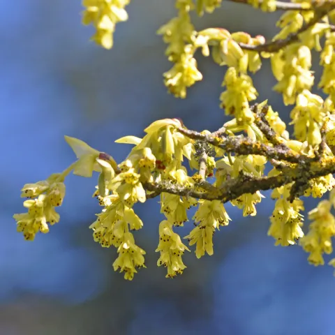 Ährige Scheinhasel vor blauem Himmel