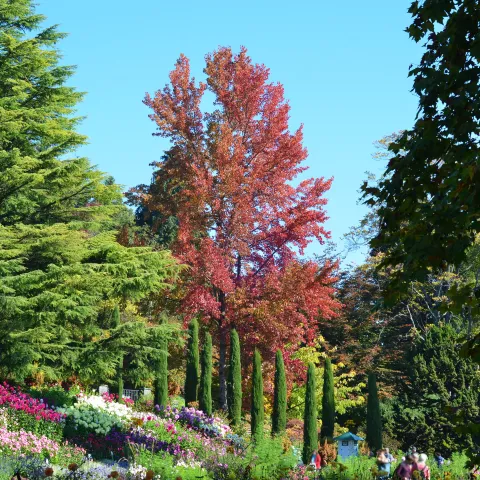 Amberbaum mit Herbstfärbung