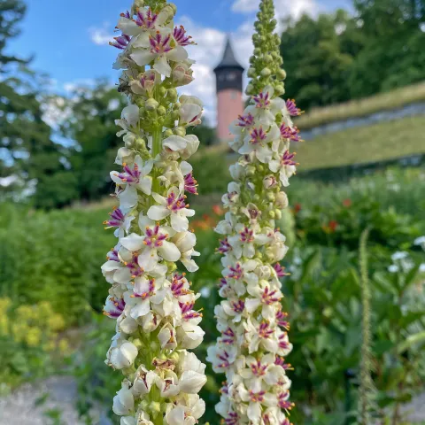 Zwei Chaix-Königskerzen im Staudengarten auf der Insel Mainau