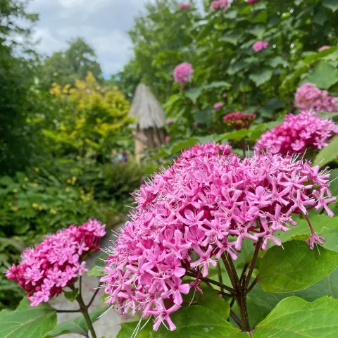 Blütendolden von China Losstrauch