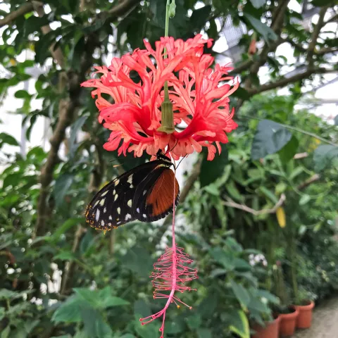 Tropischer Schmetterling an Japanischen Eibisch