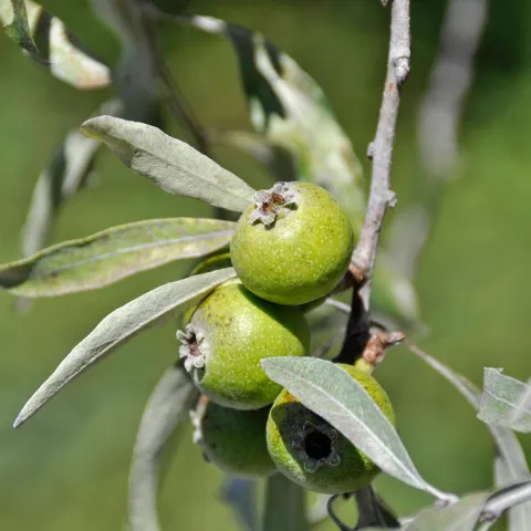 Frucht der Weidenblättrigen Birne