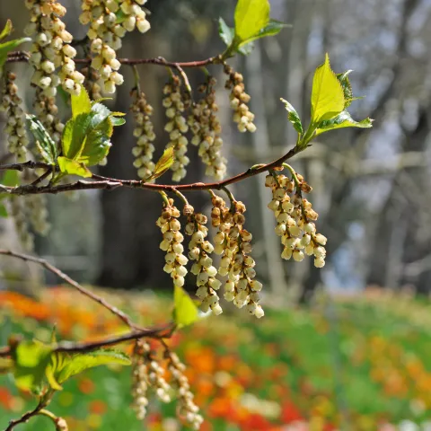 Blütentrauben der Schweif-Ähre
