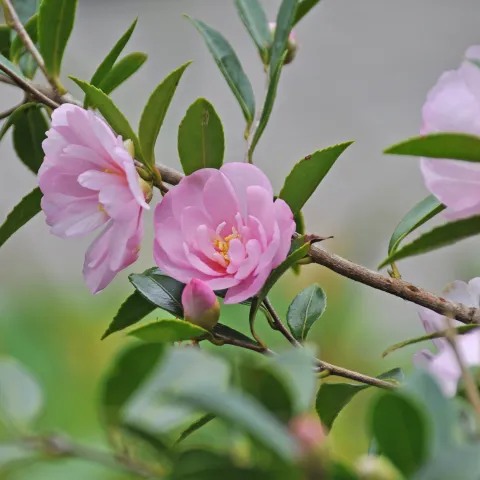 Herbst-Kamelie auf der Insel Mainau