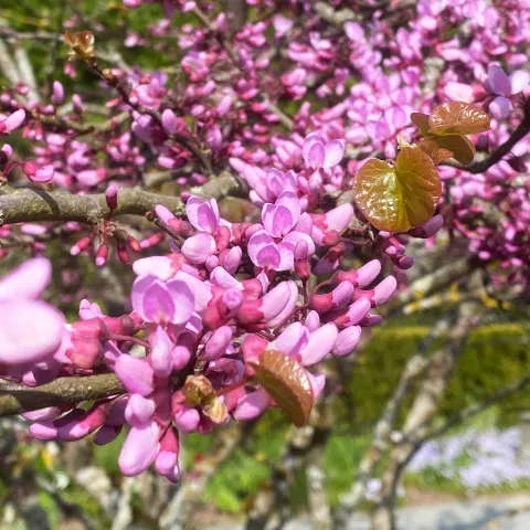 Rosa Schmetterlingsblüten des Judasbaumes