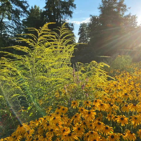 Beetkombination: Goldrute und Sonnenhut in Abendsonne