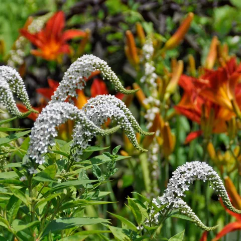 Entenschnabel-Felberich, kombiniert mit Taglilien in einem Beet