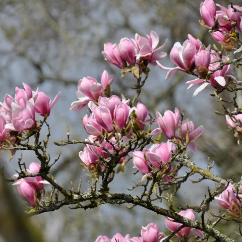 Pinke Magnolienblüten am Baum