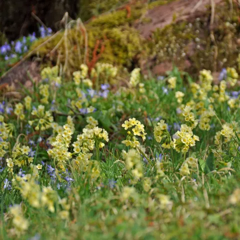Schlüsselblumen auf Wiese