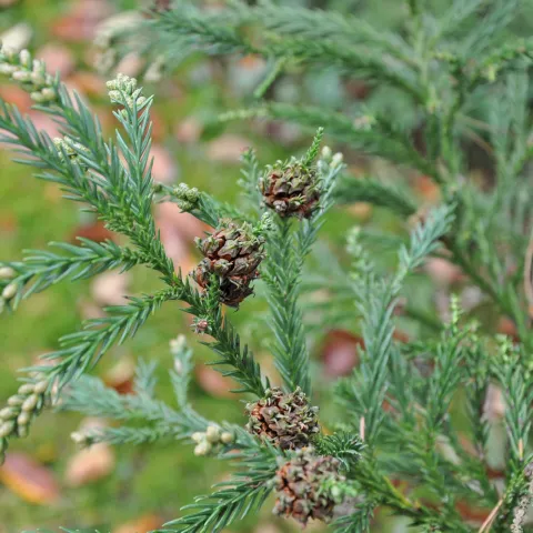 Sicheltanne im Arboretum auf der Insel Mainau