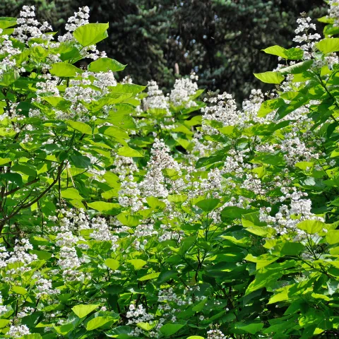 Weiße Blütenstände des Trompetenbaumes