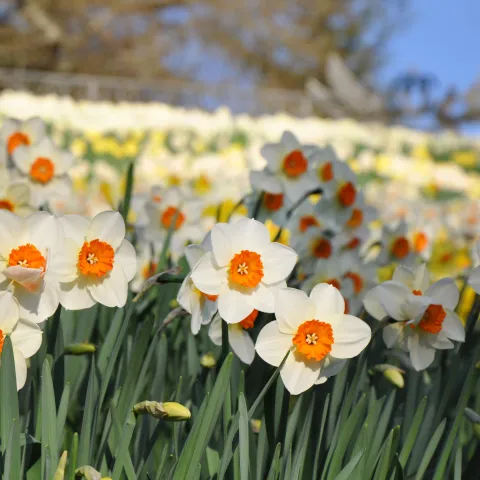 Narzissen blühen am Hang