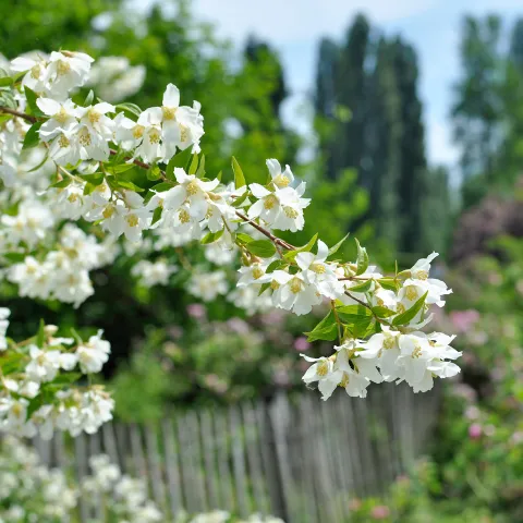 Weiße Blüten des Bauernjasmins