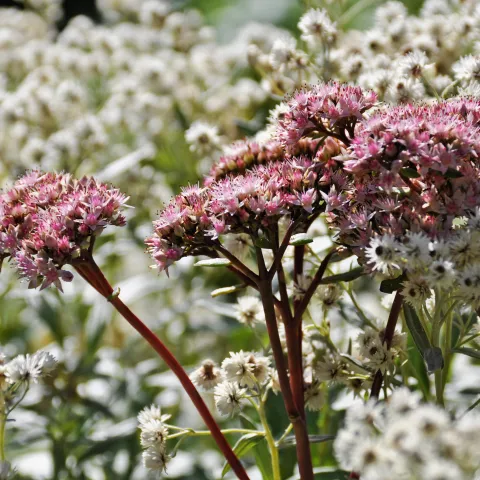 Fetthenne und Perlkörbchen
