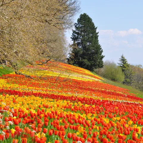Tulpenwiese 