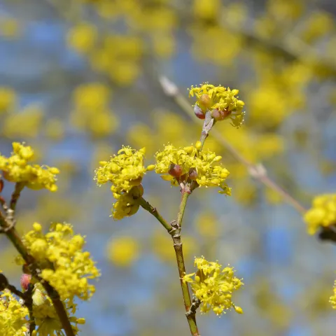 Gelbe Blüten der Kornellkirsche