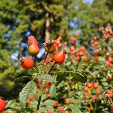 Hagebuttenstrauch