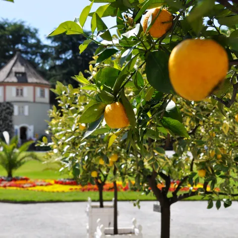 Historische Zitrussammlung auf der Insel Mainau, mit Blick auf den Gärtnerturm