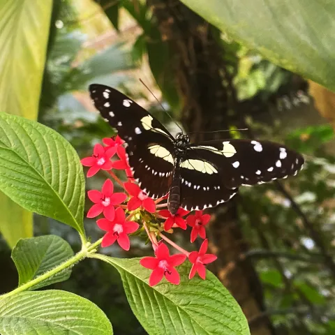 Schmetterling auf roter Penthas-Blüte