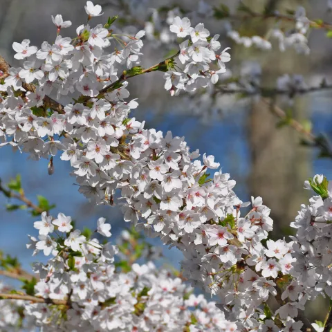 Weiße Blüten am Zweig einer Japanischen Zierkirsche