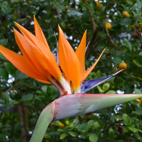 Blüte einer Strelitzie