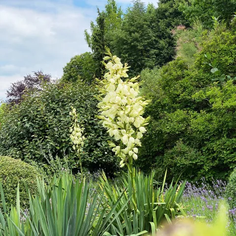 Blütenstand von der Palmlilie