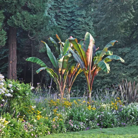 Tropische Pflanzkombination auf der Insel Mainau
