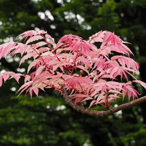 Toona Sinensis im Parkteil Farn und Fuchsia