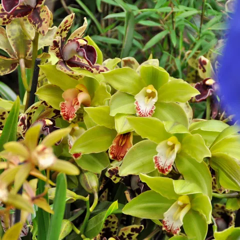 Orchideenschau im Palmenhaus auf der Insel Mainau