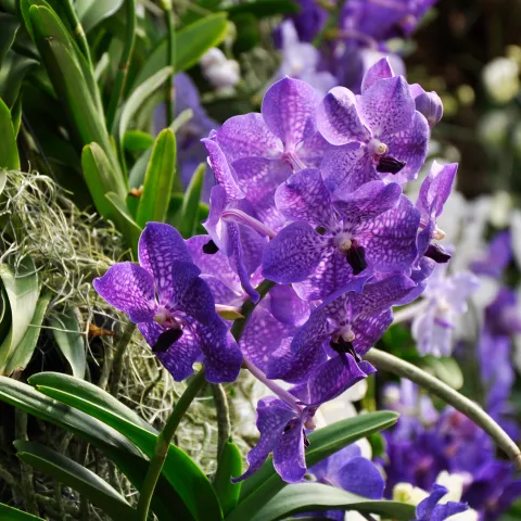 Vanda-Orchideen in der Orchideenschau auf der Insel Mainau