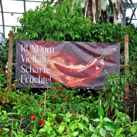 Großes Banner mit Schriftzug "Rundum Vielfalt: Scharfe Früchte" im Palmenhaus mit Chili-Pflanzen runterherum