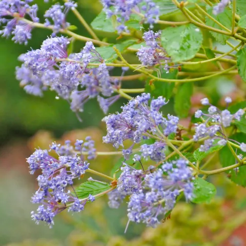 Hellviolette Blüten an einem grünen Strauch vor grünem Hintergrund auf der Insel Mainau