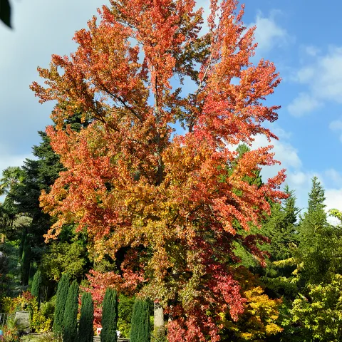 Hoher Baum mit Laub in kräftigem Rot und Gelb